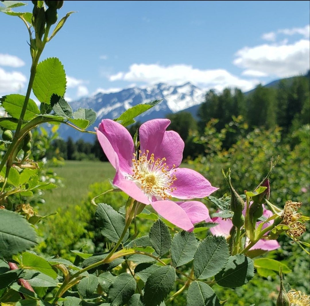 Wild rose flower blooming in an Alberta field with the Rocky Mountains in the background, near Calgary and Airdrie